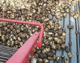 На полях «Грін Тім» на Херсонщині стартувало збирання ранньої картоплі